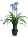 Agapanthus Planta Exterior 0