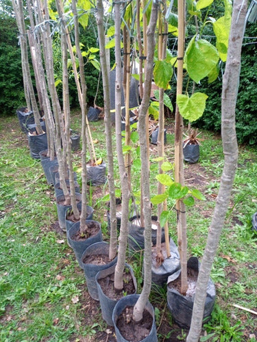 Arbol Catalpa Sombra - Hermoso - E.caba Y Gba 5