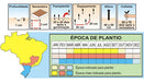 Sementes De Almeirao Folha Larga Pcte C/ 100 Gramas 2