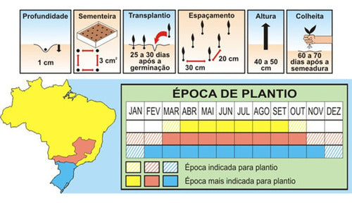 Sementes De Almeirao Folha Larga Pcte C/ 100 Gramas 2