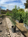 Leylandii Pine Live Hedge Nursery Wholesaler Cypress X4 6