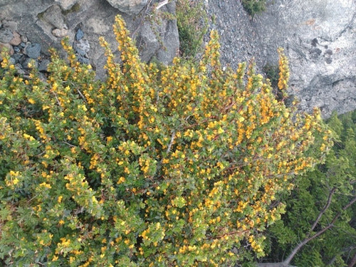 Rolocampo Calafate - Berberis Buxifolia - Native 0