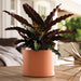 Bloem Mat0647 Mathers Planter W / Saucer Tray 6 Muted Terra 3