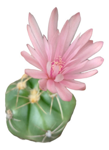 Gymnocalycium Horstii Cactus 0