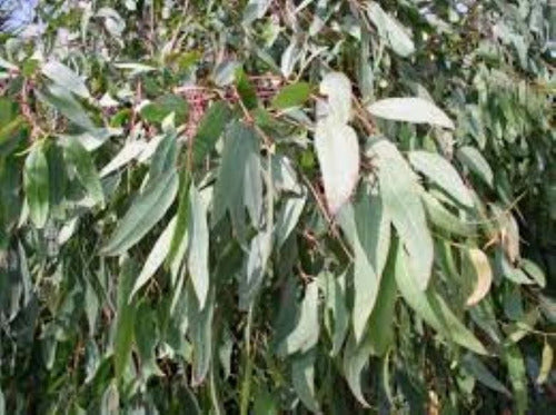 Beautiful Eucalyptus Tree 4