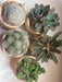 Cactus and Succulents Souvenirs 5