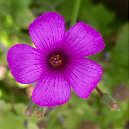 Mi Bosque de Alimentos Bulbos De Oxalis Articulata / Vinagrillo Rosado - 25 Unidades 3