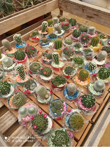 Set of 83 Ornamental Cactus Plants in 6cm Diameter Pot 0