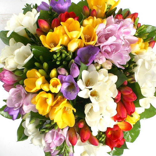 Fresias Natural Flower Bouquet - Delivery Available 1