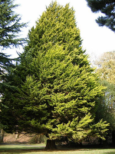 Cupressus Lambertiana Aurea (cupressus Macrocarpa Lutea) 3