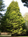 Cupressus Lambertiana Aurea (cupressus Macrocarpa Lutea) 3