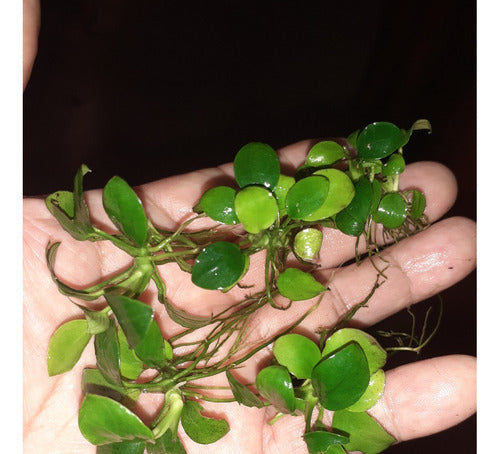 Anubias Barteri Var Nana Mini 1