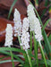 Liriope Muscari Silver Sunproof  (white Lilyturf) Blanca 4