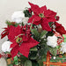 Admired By Nature GPB0707-RD/WT Faux Velvet Poinsettia Carnation Berry X'mas Bush 4