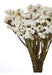 Dried White Statice Flower Bouquet 0