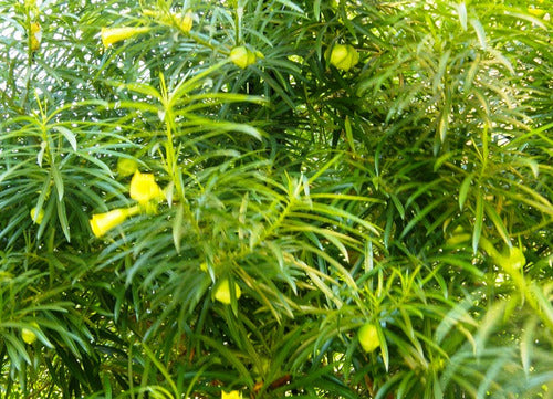 Caraprie Thevetia Peruviana Arbol Nativo Trompeta De Oro Floramarilla 0