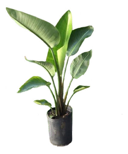 Clorofila_Plants Strelitzia Reginae/Nicolai Gigantes Flor De Pájaro 15 Litros 0