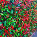 Photinia Live Hedge 1.70m, 20lt, Fast-growing - Garden Imprint 1