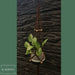 Handmade Macrame Hanging Plant Holder with Wooden Beads 11