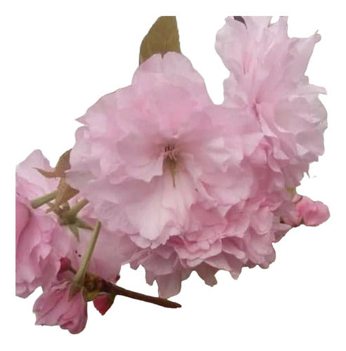 Cerezo Sakura Pendulo Ramas En Cascada Xl Premium Z/del Viso 0