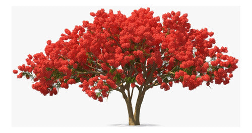 Chivato Delonix Regia Arbol De Fuego 1.60 Maceta 10 Litros 0