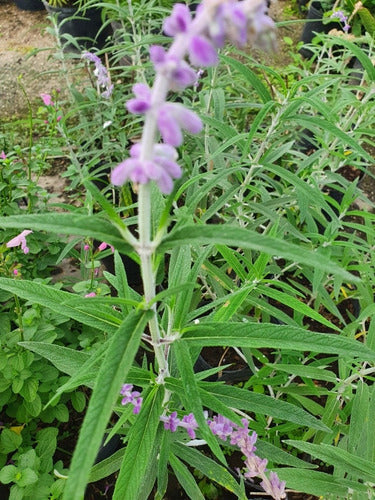 TROPICA Salvia Mexicana (Salvia Leucantha 'Purple Velvet') 2