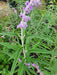 TROPICA Salvia Mexicana (Salvia Leucantha 'Purple Velvet') 2