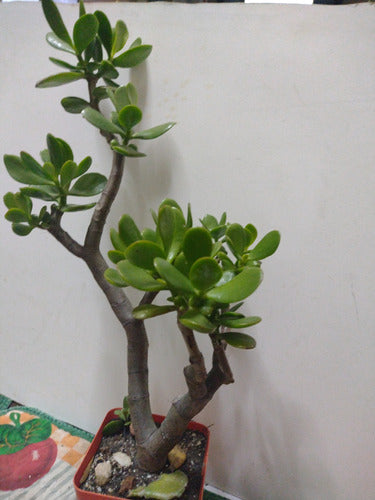 Árbol De Jade Crassula Ovata 2