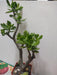 Árbol De Jade Crassula Ovata 2