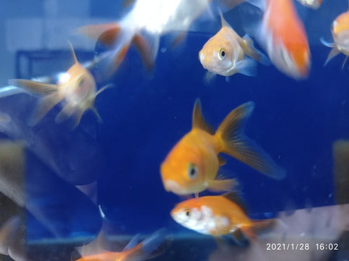 Acuario Aquariumba: Combo Peces De Agua Fría 4