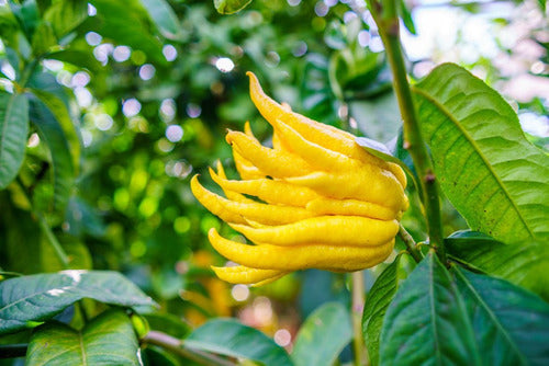 Planta De Limón Mano De Buda - Frutal Cítrico Exótico!!! 3