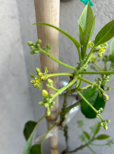 Árbol De Palta Hass Injertado Combo X 3 Unidades 3