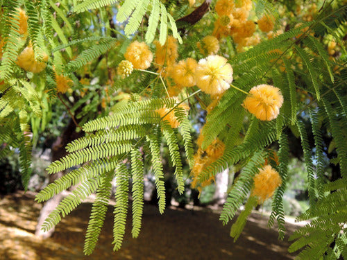 Acacia Visco Viscote Arbol Nativo 2