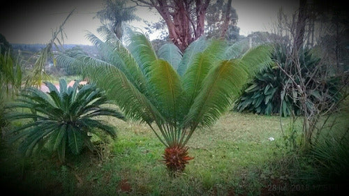 Gran Palmera Palmera Cyca Circinalis - Deco, Piscinas, Paisajismo 3