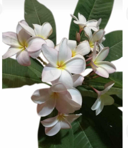 Jazmín Magno Plumeria Rubra 4