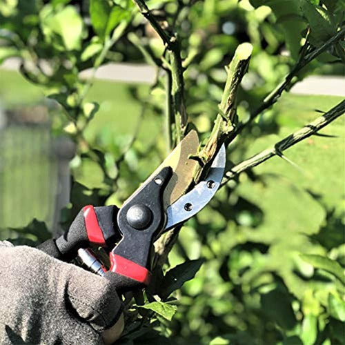 Mr. Pen- Tijeras De Podar, Tijeras De Jardín, 8  Profesional 1