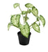 Planta Artificial De Calidad Caladio Caladium Blanco 40cm$sd 0