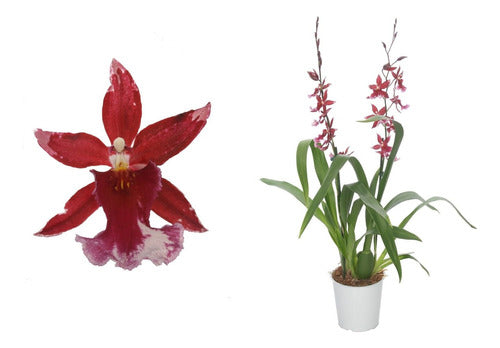 Orquideas Oncidium ! Exclusivas, Muy Limitadas 0