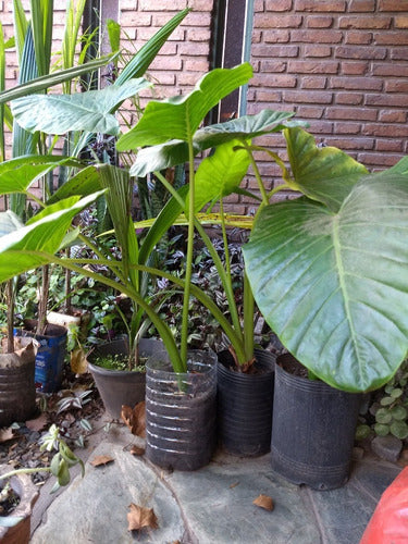 Planta Alocasia, Oreja De Elefante De 0,50 A 1,0 M 1