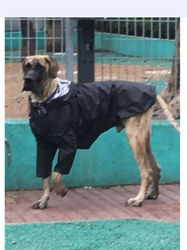 Rafa Style Dog Wear Piloto Impermeable Dogo De Burdeos Hecho A Medida 4