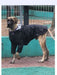 Rafa Style Dog Wear Piloto Impermeable Dogo De Burdeos Hecho A Medida 4