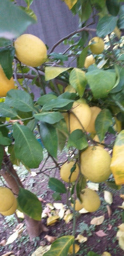 SM Organic Lemons Pesticide-Free, Directly from the Plant! 1