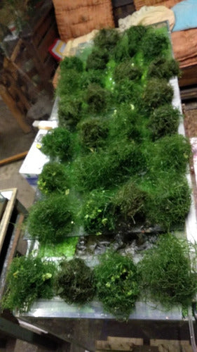 Java Moss for Aquariums 3