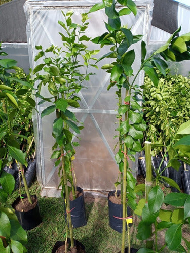 Lima Tahiti - 1.5 Mts. Vivero Hab.x Senasa E.gratis Caba-gba 7