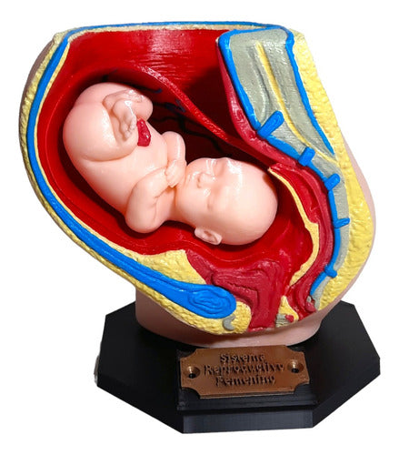 TheForge3D Female Reproductive System - Removable Fetus Model 0