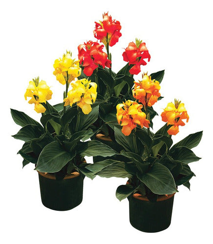 Achiras Enanas  ( Canna Dwarff) Tropicales ! 0