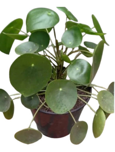 Planta Pilea Peperomioide Grande 1