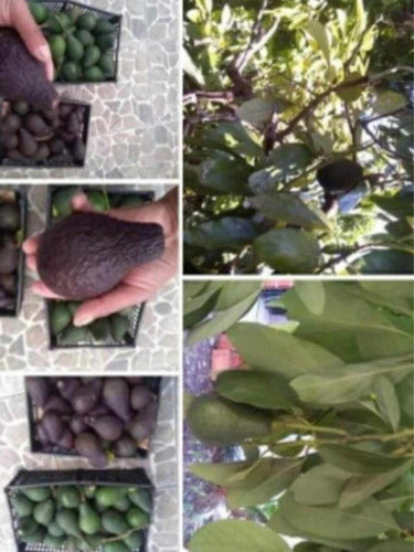 100% Natural Avocado Each 4