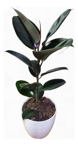 Augusbru Ficus Elastica -Gomero- 0