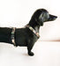 Adjustable Small Size Harness for Small Breeds - Mini Poodles, Dachshunds 32